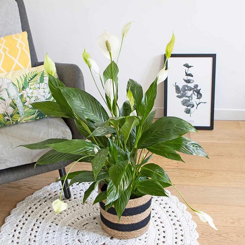 Beautiful Houseplants 1 3