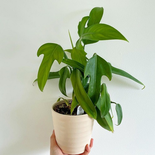 Plants Similar To Monstera 1