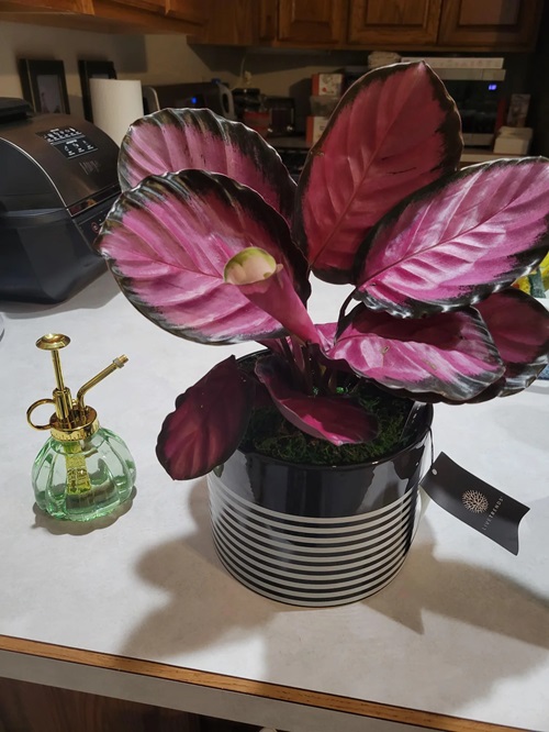 Everything About Growing Pink Star Calathea Indoors