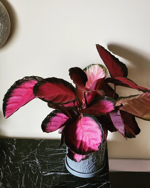 Pink Star Calathea Care