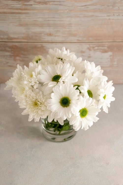  Hydroponic Flowers