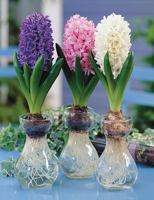 beautiful Hydroponic Flowers