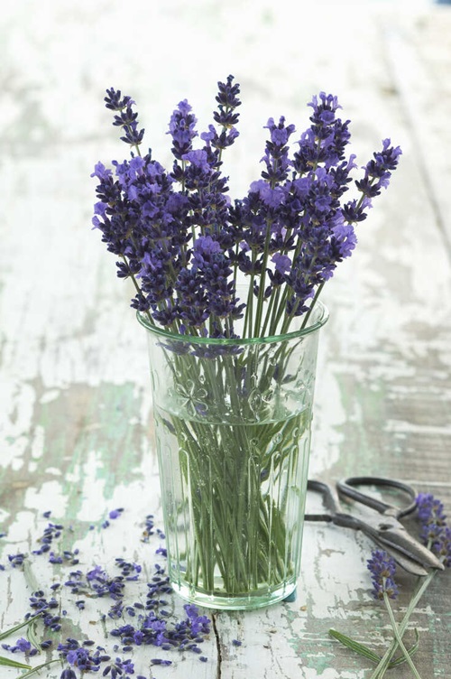 top Best Hydroponic Flowers