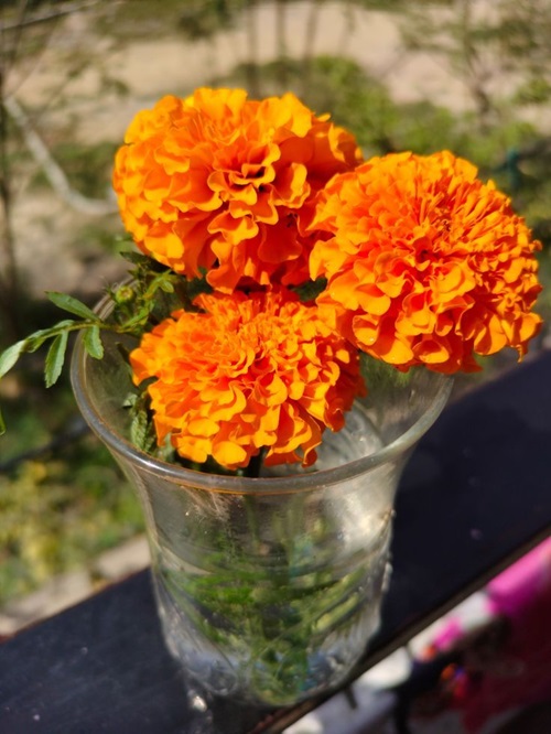 top Best Hydroponic Flowers