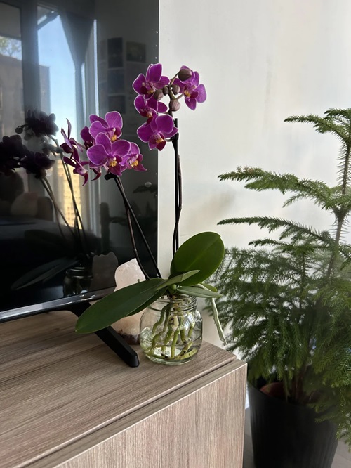 Best Hydroponic Flowers