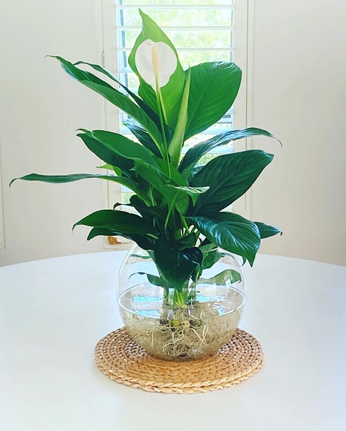 Best Hydroponic Flowers indoor
