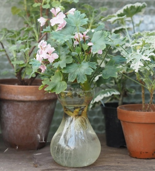 beautiful Best Hydroponic Flowers