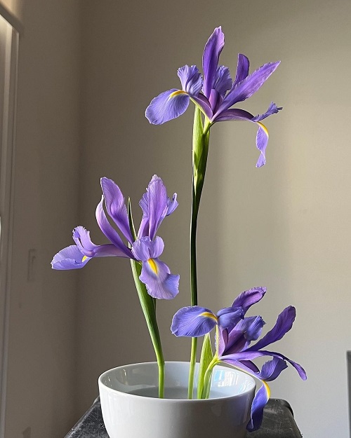 amazing Hydroponic Flowers