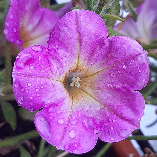 beautiful top Best Hydroponic Flowers