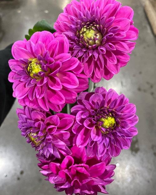 beautiful Hydroponic Flowers indoor