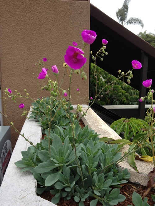  Succulent with Pink Flowers