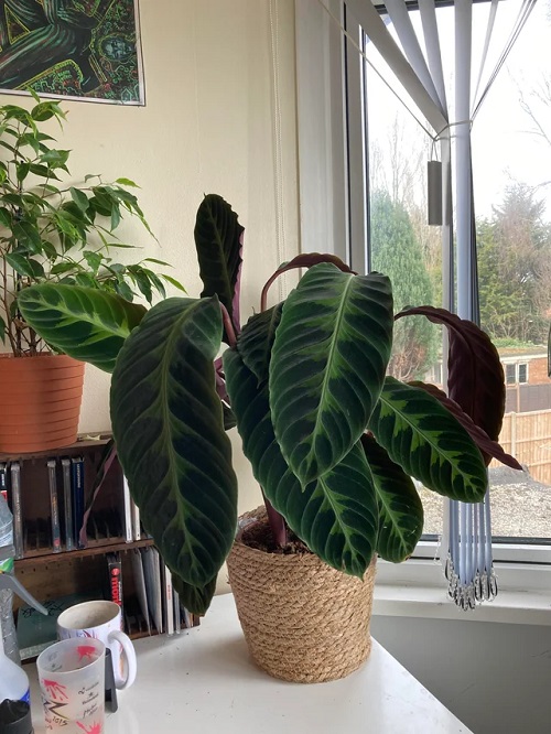 Calathea Warscewiczii indoor