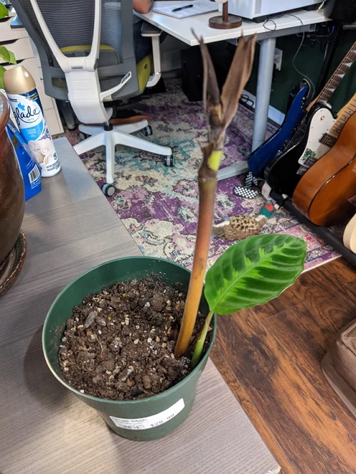 Calathea Warscewiczii Propagation