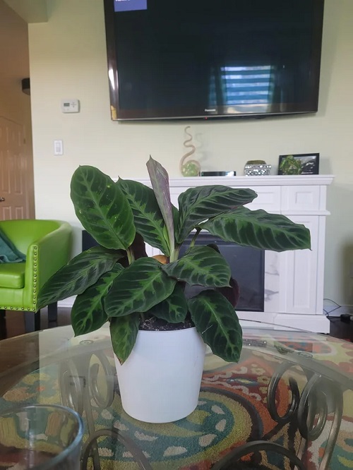 Calathea Warscewiczii Care and Growing Information