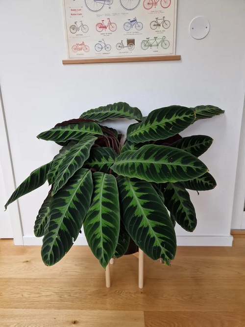 Buy Calathea warscewiczii