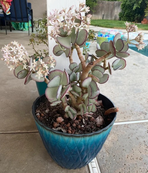 top Types of Succulent with Pink Flowers