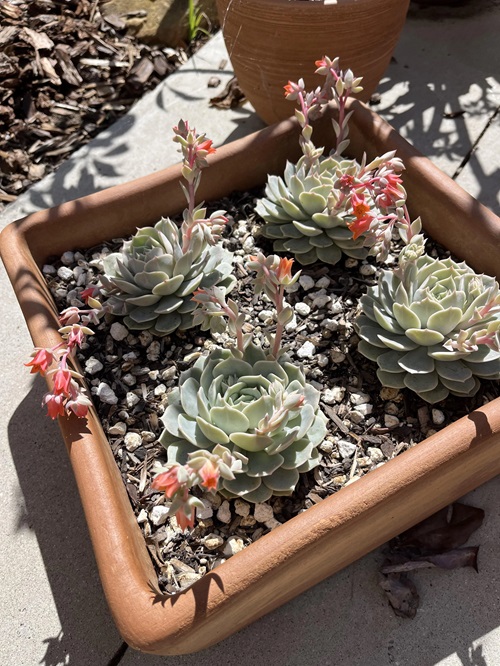 Amazing Types of Succulent with Pink Flowers