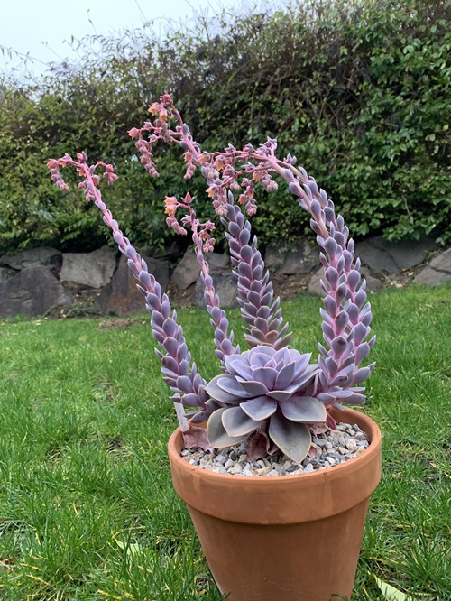 Types of Succulent with Pink Flowers