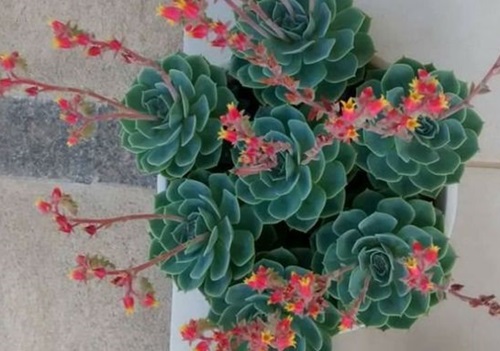 Types of Succulent with Pink Flowers