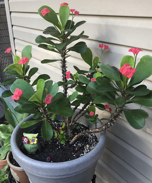 Types of Succulent with Pink Flowers