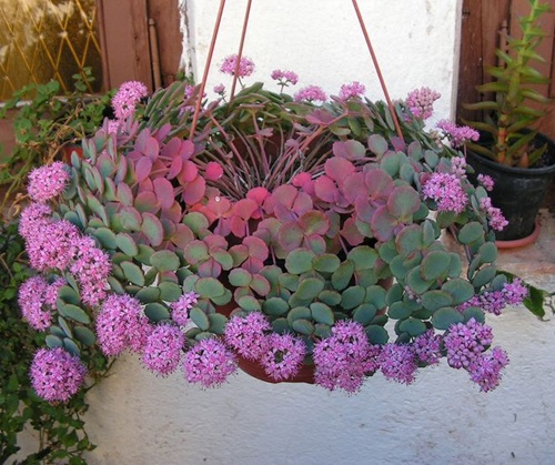 top best Types of Succulent with Pink Flowers