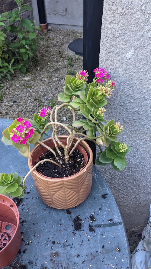 Types of Succulent with Pink Flowers