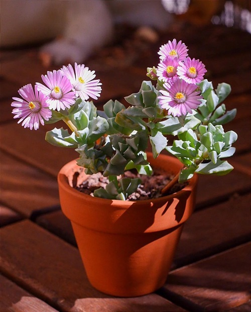 top Succulent with Pink Flowers