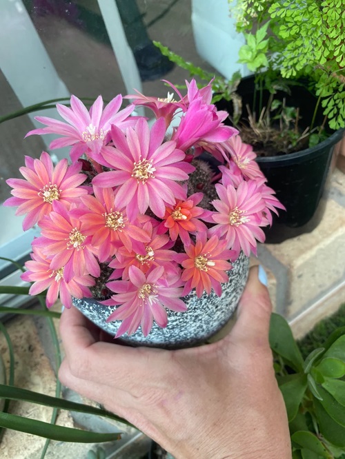 best Pink Flowering Succulents