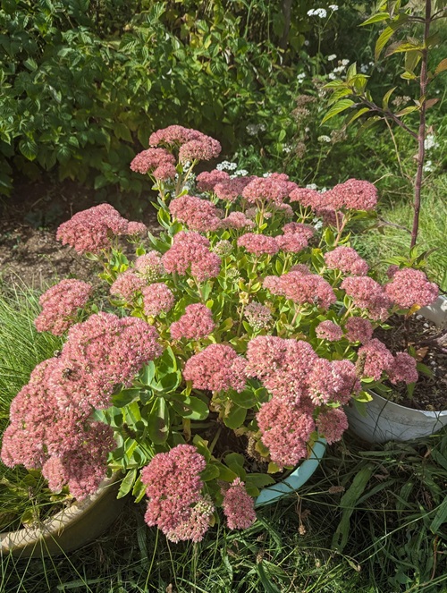 top Types of Succulent with Pink Flowers