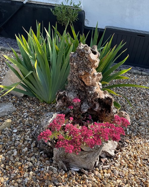 Types of Succulent with Pink Flowers