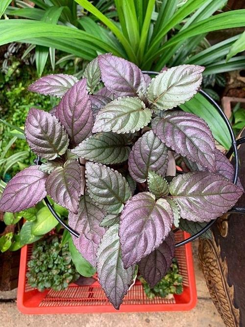 Purple Under Leaves on a Green Plant 