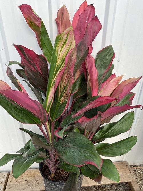 Plant with Purple Under Leaves 