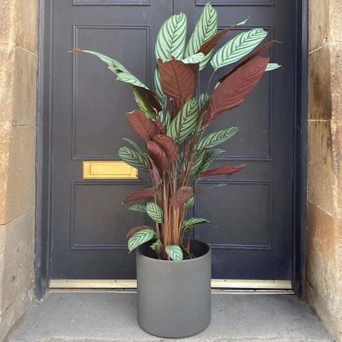 Green Plant with Purple Under Leaves
