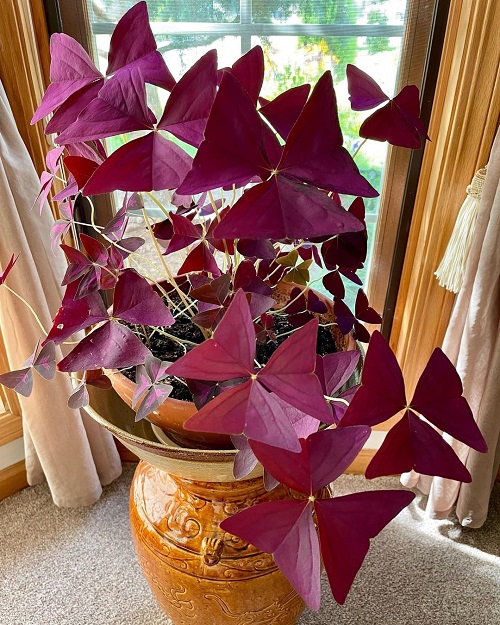 lovely Purple Under Leaves on a Green Plant
