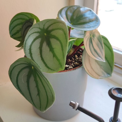 Beautiful Indoor Plants