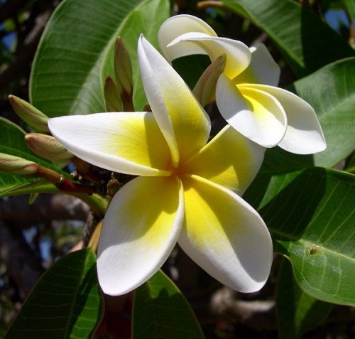 Beautiful White Flowers with Yellow Centers 