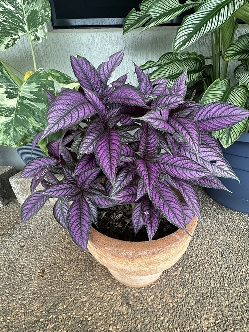 amazing Purple Under Leaves on a Green Plant 