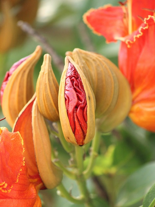 Flowers that Look Like Vaginas 5