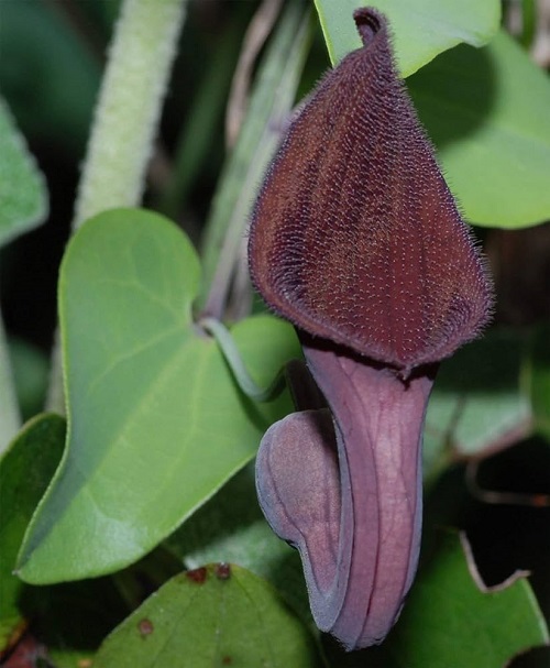 Plant that Looks Like a Penis 21