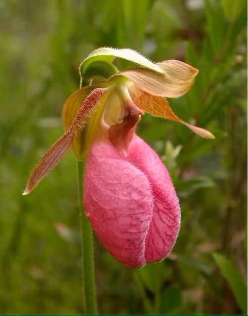 Plant that Looks Like a Penis 19