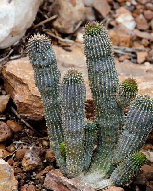 Plant that Looks Like a Penis 19