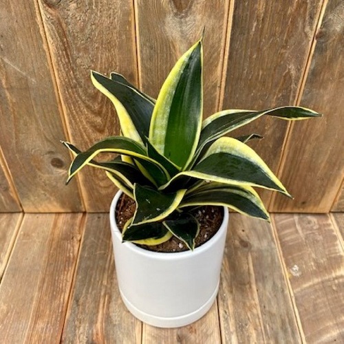 Green Plant With White Stripes On Leaves 10