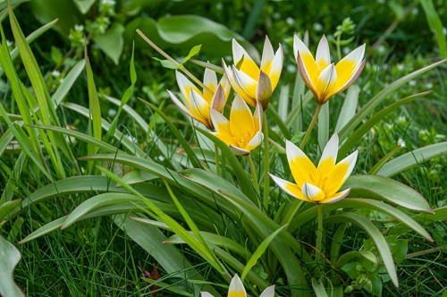 Beautiful White Flowers with Yellow Centers 