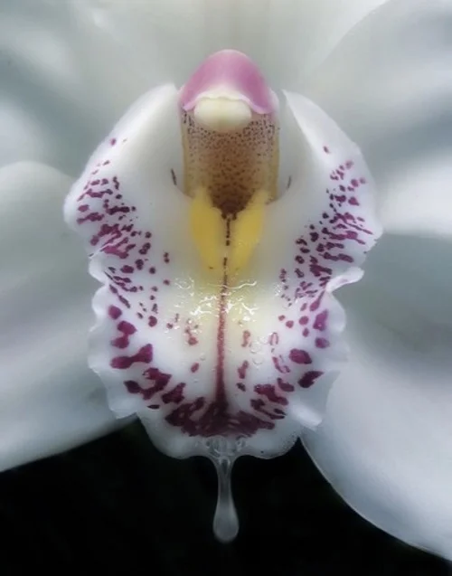 Flowers that Look Like Vaginas 1