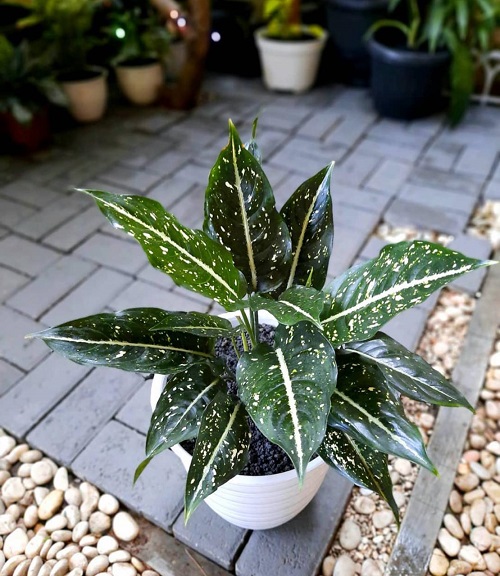 Plants With White Stripes 9