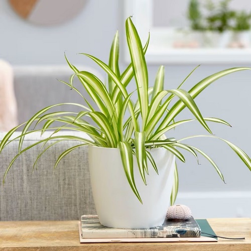 Green Plant With White Stripes On Leaves 2