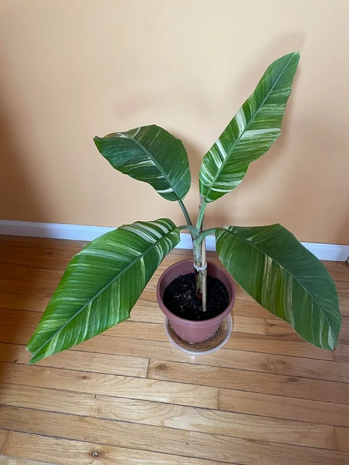 Green Plant With White Stripes On Leaves 5
