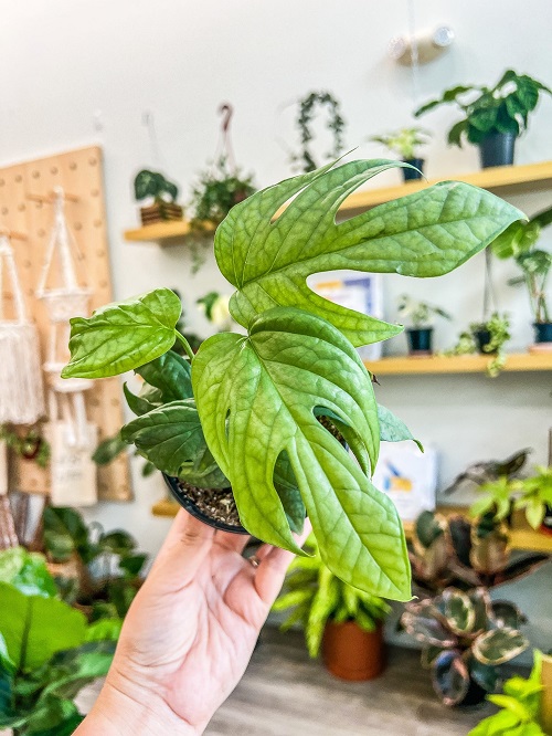 Plants Similar To Monstera 27