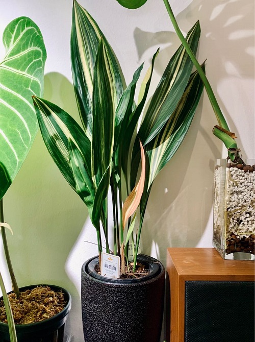 Plants With White Stripes 7