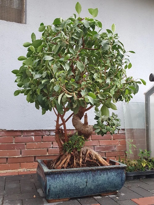 Ginseng Ficus Bonsai Care Guide 1